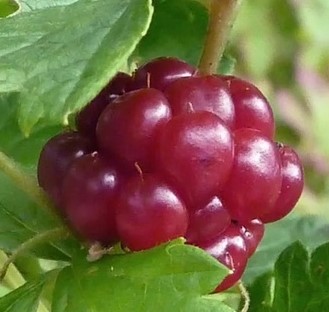 Княженика обыкновенная